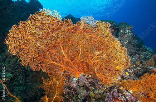 Large orange fan coral