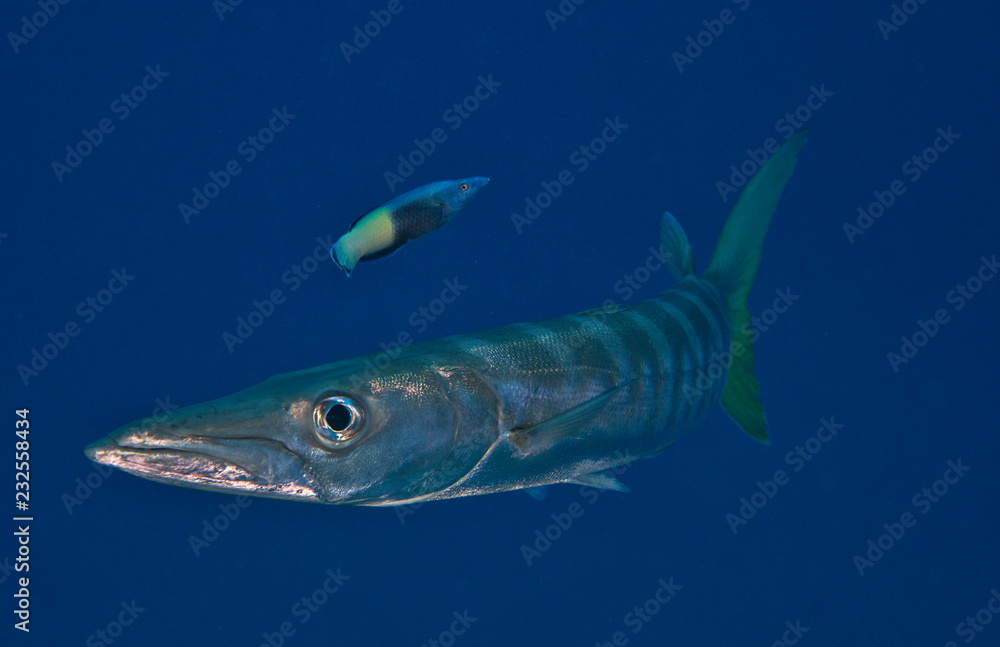 Fototapeta premium Barracuda with fish