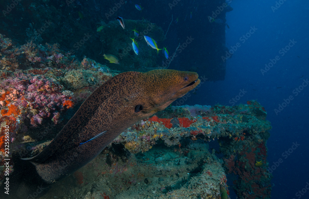 Giant Moray swimming out of cavern Giant Moray swimming out of cavern