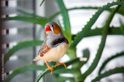Photographie Male zebra finch on a branch of a plant indoors, close-up pet and a plant in bokeh
