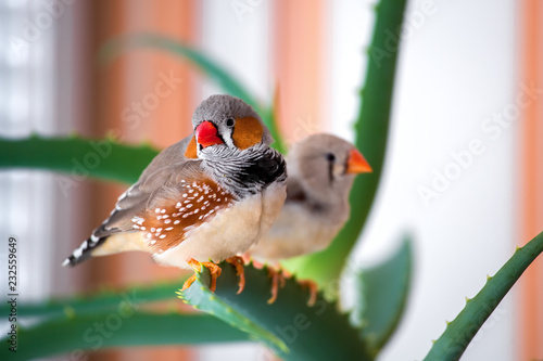 A pair of zebra hornbills sit on the aloe branch and look into the frame, close-up pets indoors.