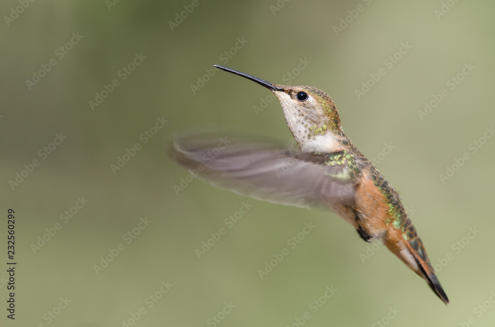 Fototapeta premium Adorable Little Rufous Hummingbird Hovering in Flight Deep in the Forest