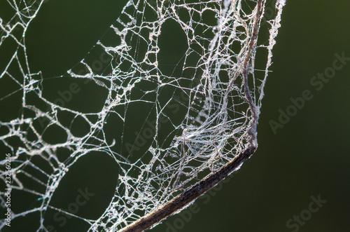 Close Look at a Torn and Raggedy Spider Web