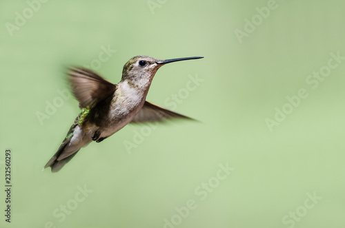 Adorable Little Rufous Hummingbird Hovering in Flight Deep in the Forest