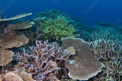 Healthy coral reef, Australia