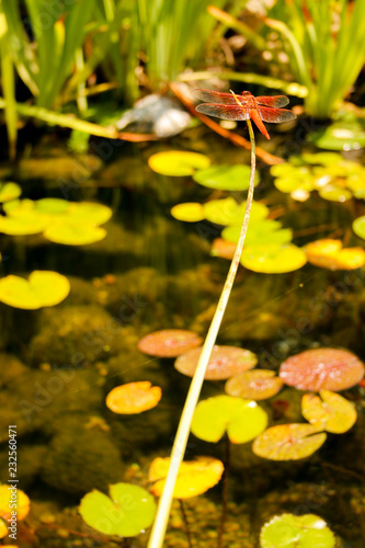dragonfly on pond with lily pads