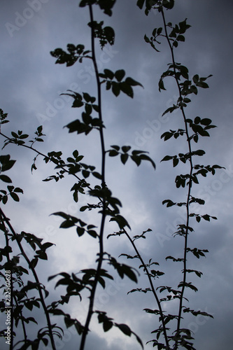 dark branches on the gray sky background