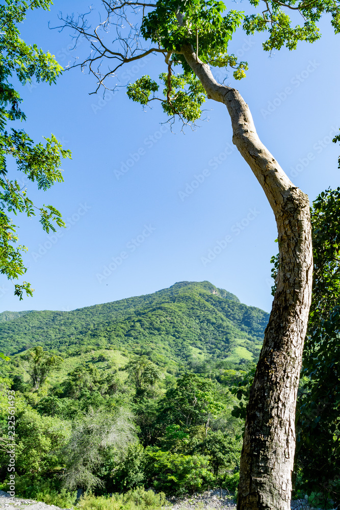 Fototapeta premium arboles