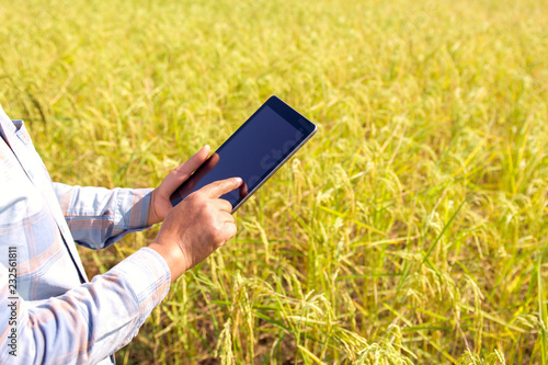 farmer using tablet technology inspecting rice growing in farm