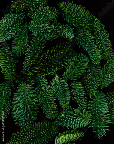 Pine Needles. Scanography photo