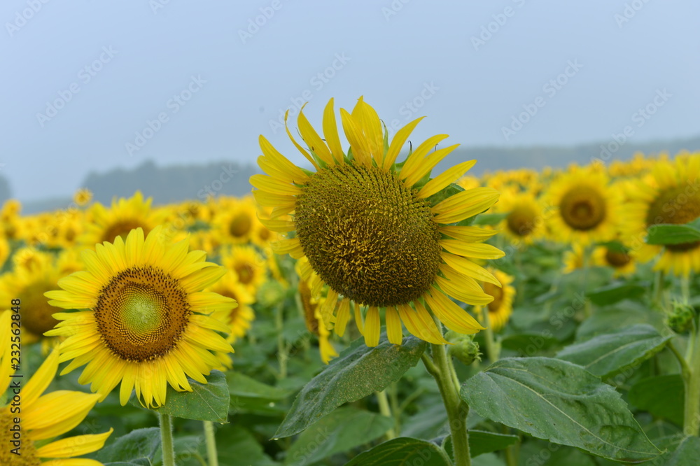 Sunflowers in the field