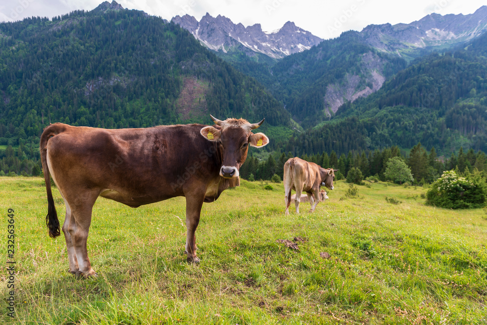 Kühe auf einer Bergwiese in den Alpen