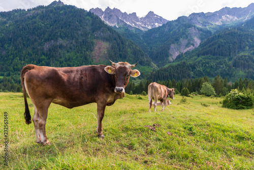 Kühe auf einer Bergwiese in den Alpen © consultdm15