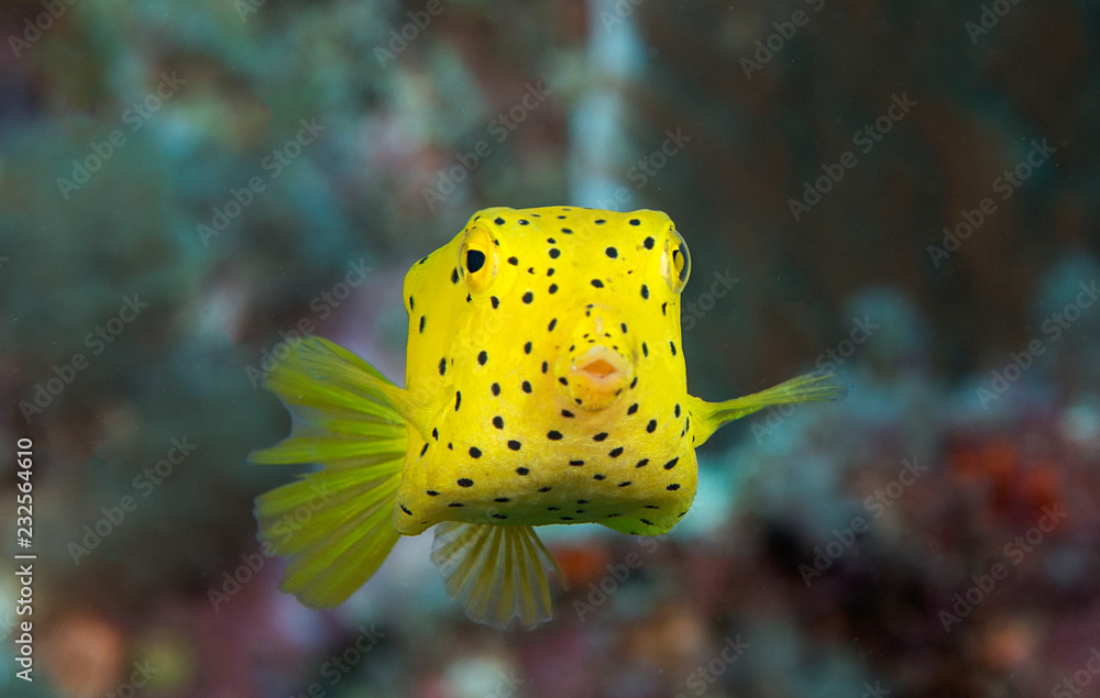 Baby Boxfish Baby Boxfish