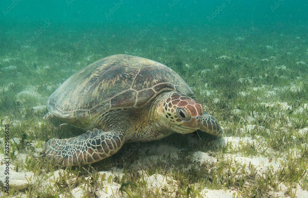 Obraz premium Sea turtle rests of grassy bottom