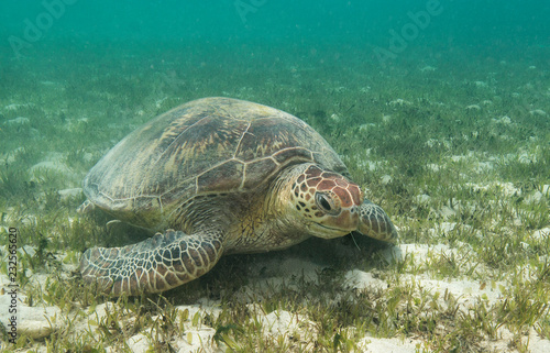 Sea turtle rests of grassy bottom
