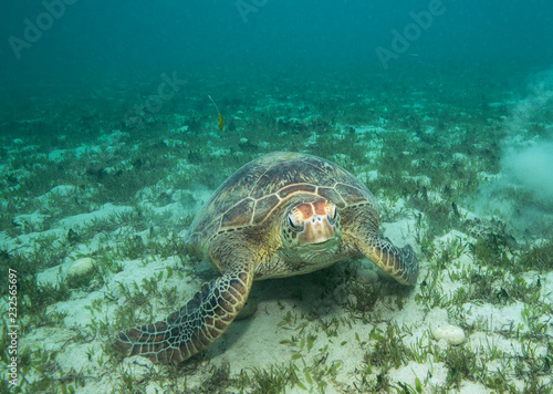 Sea turtle in Australia
