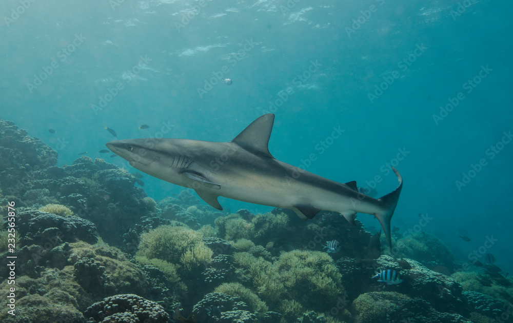 Fototapeta premium Reef shark swimming