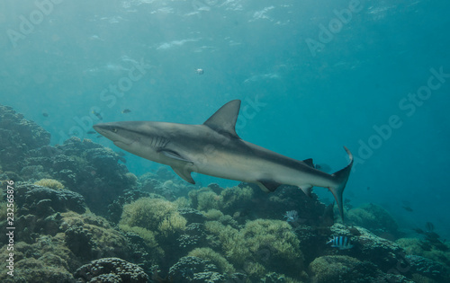 Reef shark swimming © The Ocean Agency