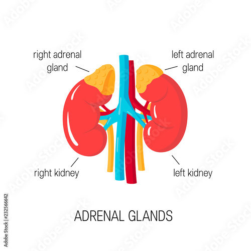 Vector diagram of adrenal glands in flat style.