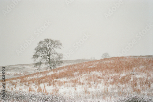 Wallpaper Mural Winter Farm Torontodigital.ca