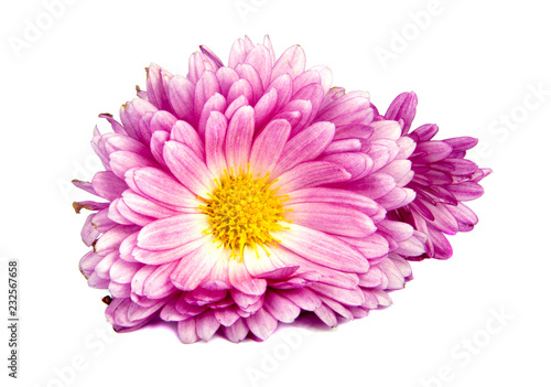 chrysanthemum pink flowers isolated on the white