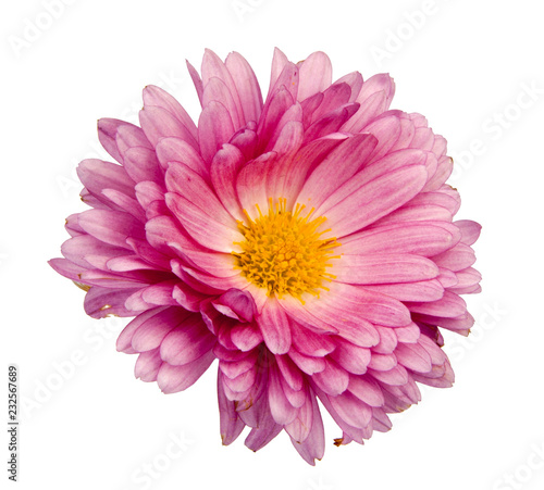 chrysanthemum pink flowers isolated on the white