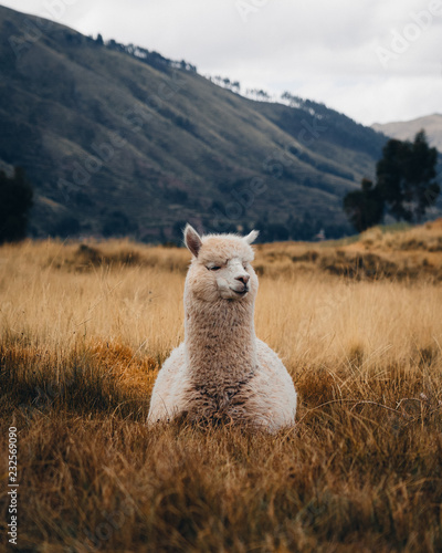 Alpaca resting in meadow, Peru photo