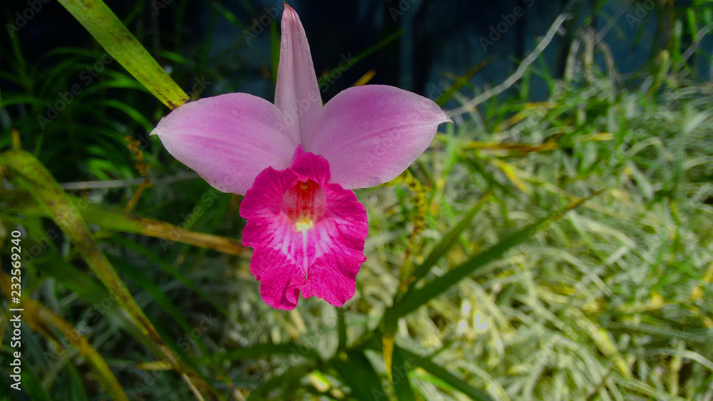 pink flower in the garden pink flower in the garden