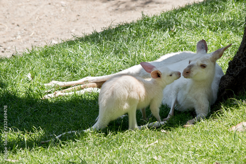 albino Western grey kangaroo with joey albino Western grey kangaroo with joey