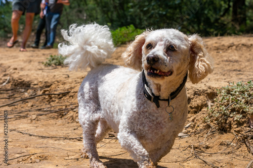 a poodle dog walking on the sand photo