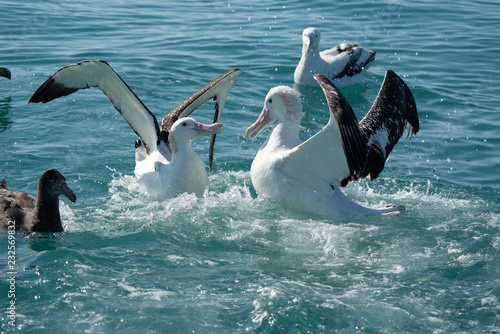 Foto Wandering Albatross fighting