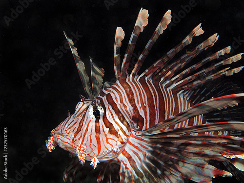 Underwater macro photo of an invasive lionfish