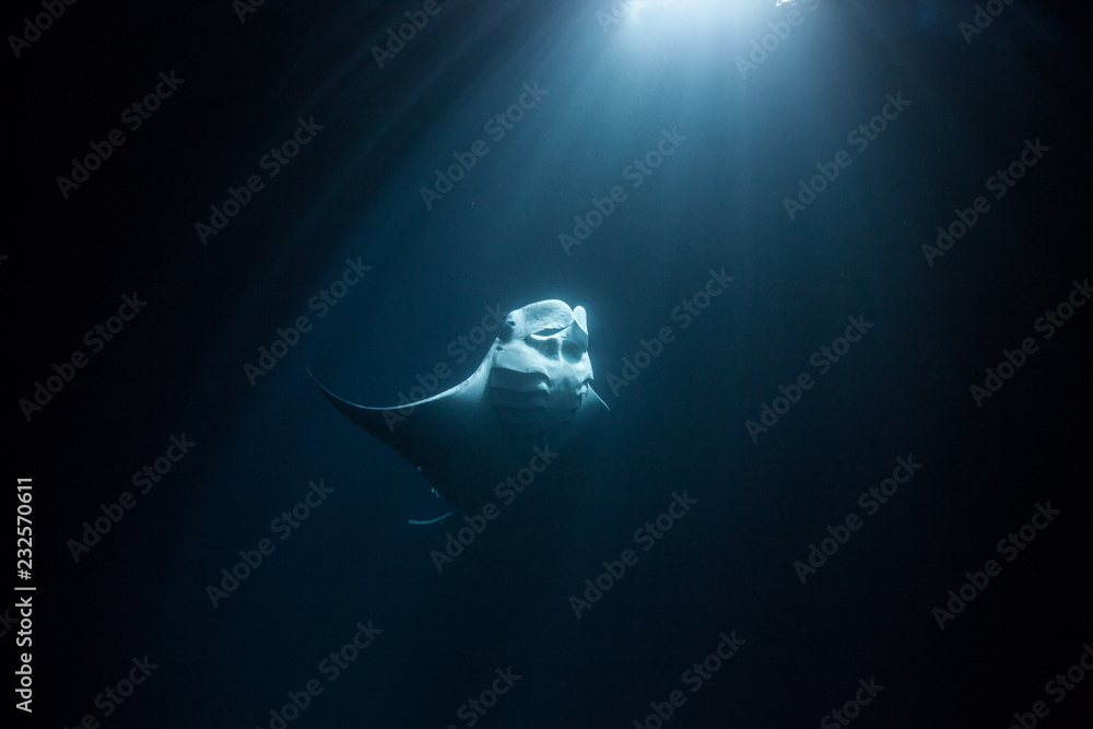 manta ray swimming torwards moonlight - obrazy, fototapety, plakaty 