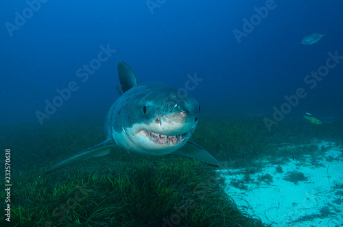 Great white shark with cuts