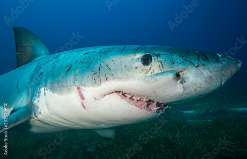 Great White Shark with cuts