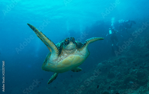 Sea turtle swimming near divers © The Ocean Agency
