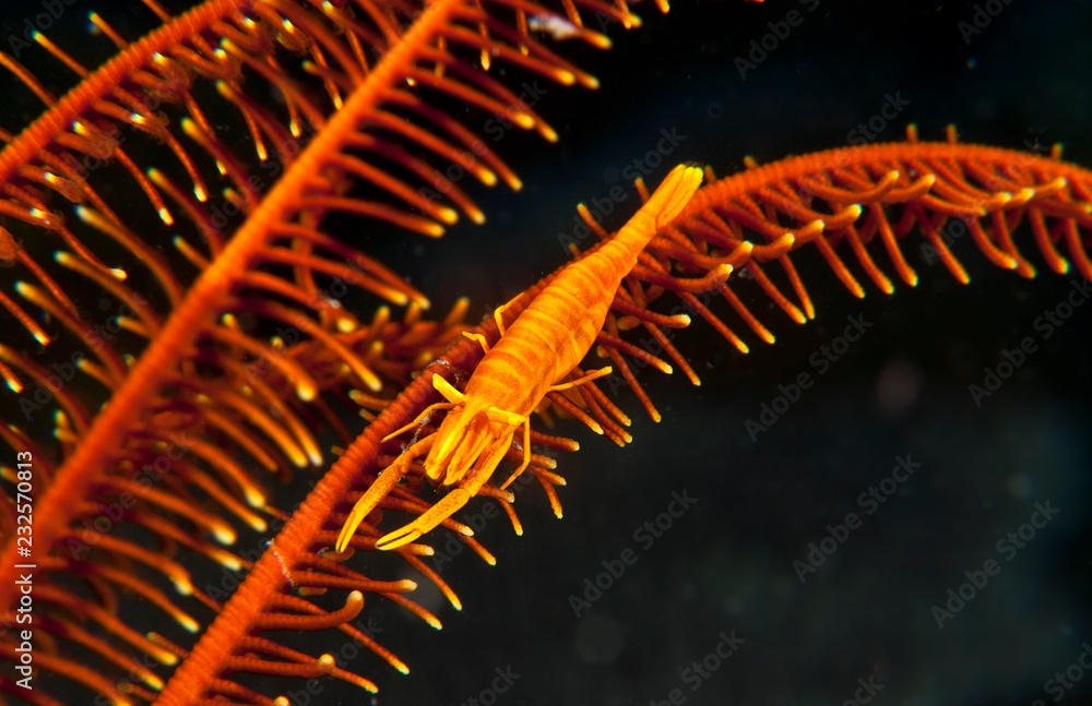 An orange crinoid shrimp on a crinoid An orange crinoid shrimp on a crinoid