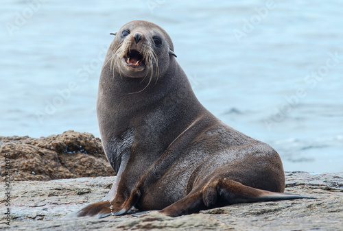 Angry adult sea lion