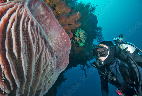 Foto Diver near large sponge