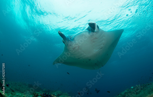 Giant oceanic manta ray swimming photo