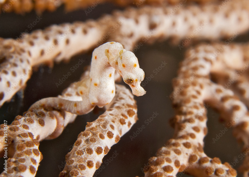 Pygmy seahorse on soft coral Pygmy seahorse on soft coral