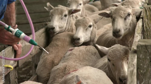 Preventative medicine administered to a mob of sheep in a pen by a farmer