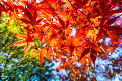  Autumn season colorful of leaves in Japan © auimeesri