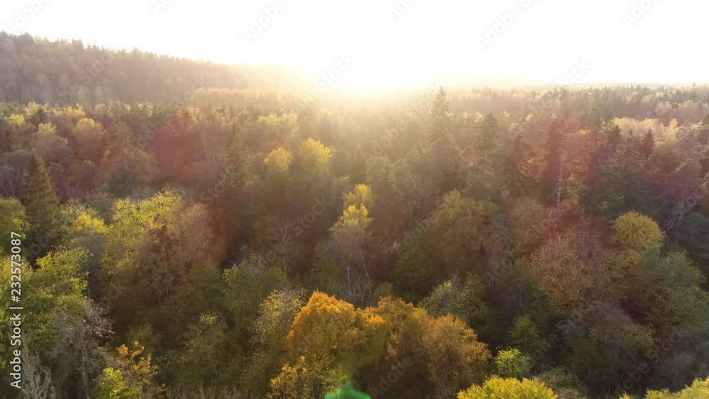 Aerial drone low shot of forests with yellow leaves in autumn during sunset Aerial drone low shot of forests with yellow leaves in autumn during sunset
