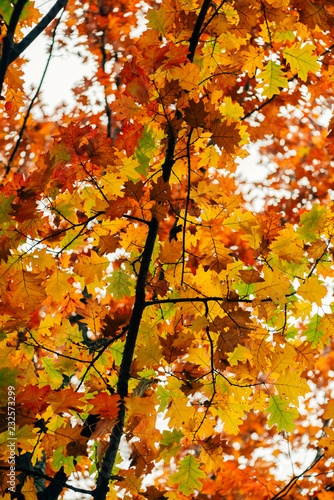 View up into oak tree branches filled with vibrant green, yellow, orange, and red oak leaves