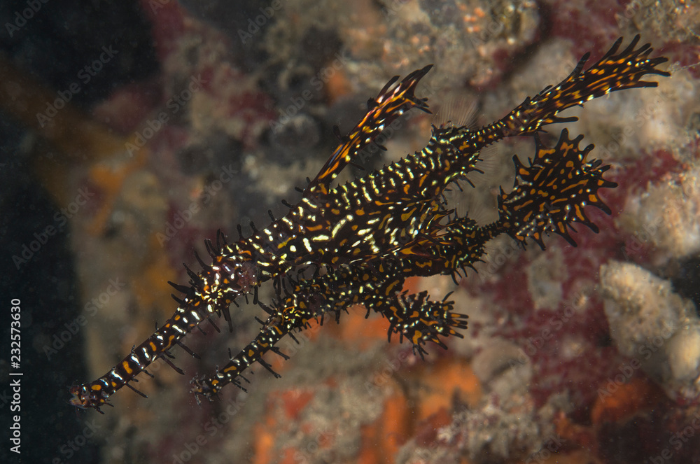 A pair of ornate ghost pipefish A pair of ornate ghost pipefish