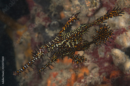 A pair of ornate ghost pipefish © The Ocean Agency