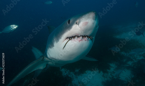 A shark swims up close