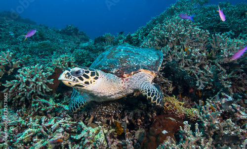 A turtle rests on a coral reef